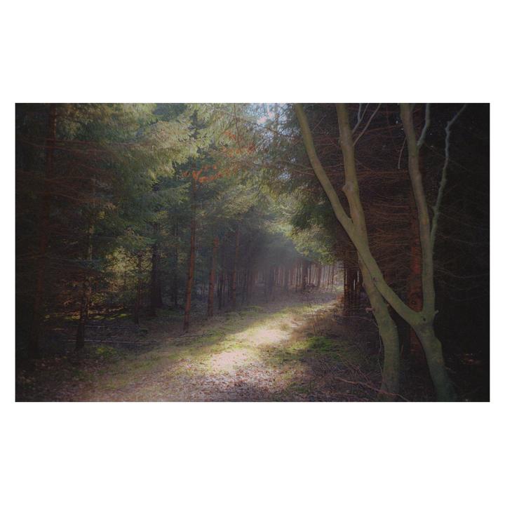 Sunlight illuminates a path through a dense forest.