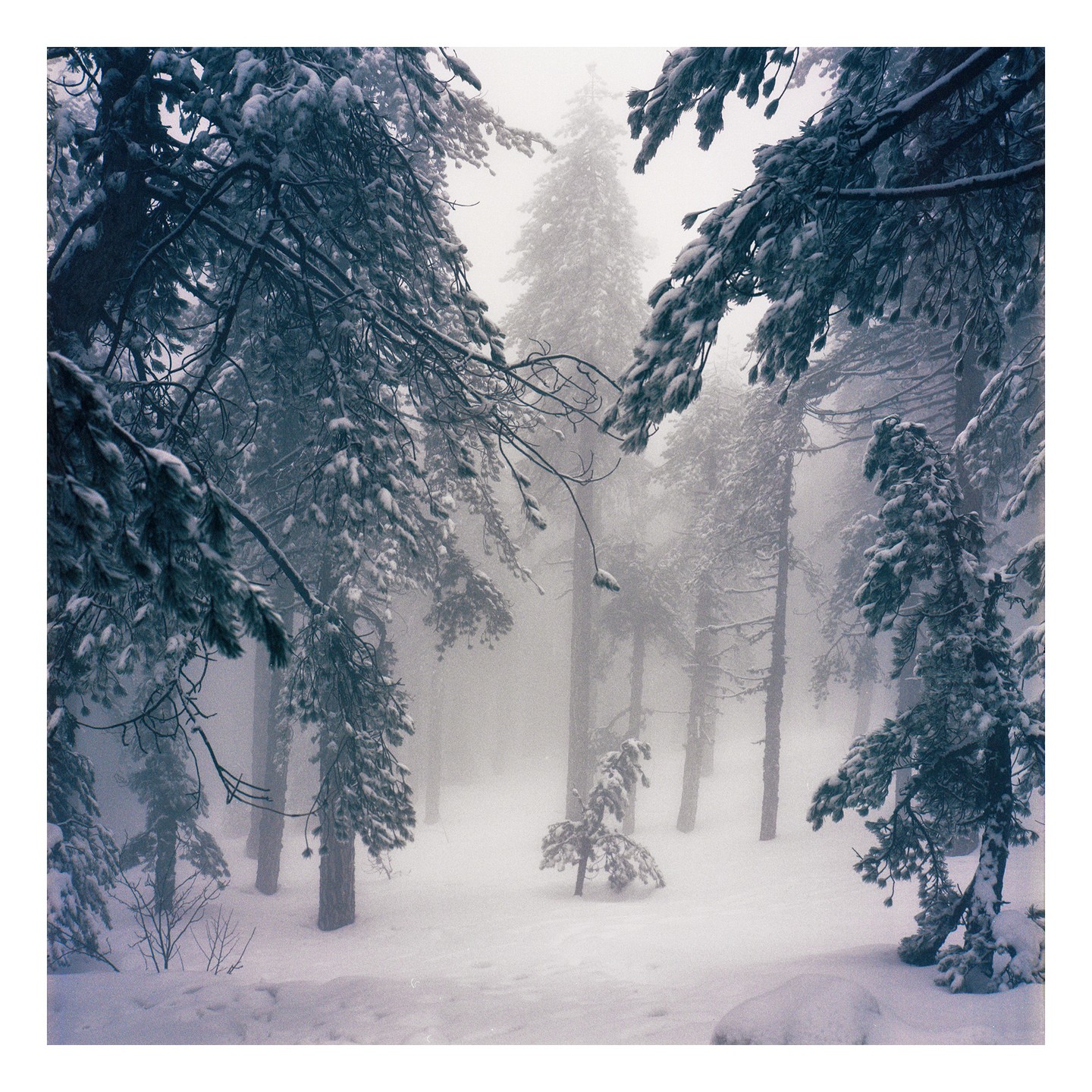 Snow-covered pine trees stand in a foggy forest.