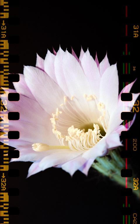 A light pink cactus flower with a yellow center is shown against a dark background with film borders.