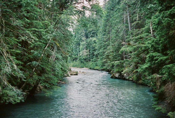 A river flows through a dense forest with tall evergreen trees on both banks.