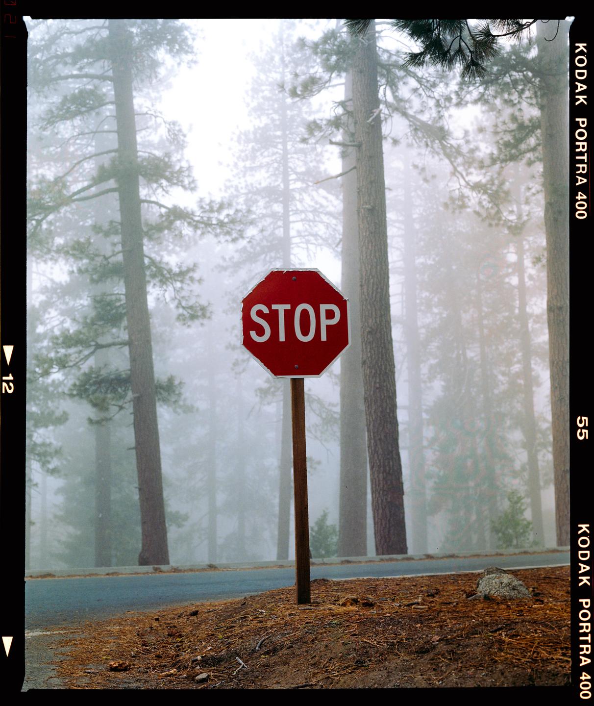 A red stop sign stands beside a road in a hazy forest.