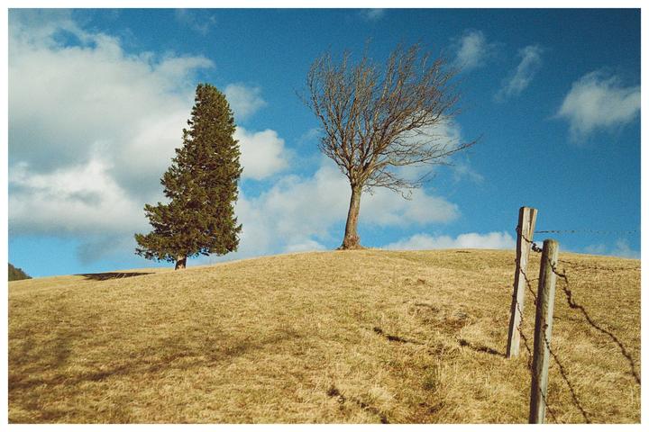 Two trees stand on a grassy hill under a blue sky with clouds, with a barbed wire fence in the foreground.