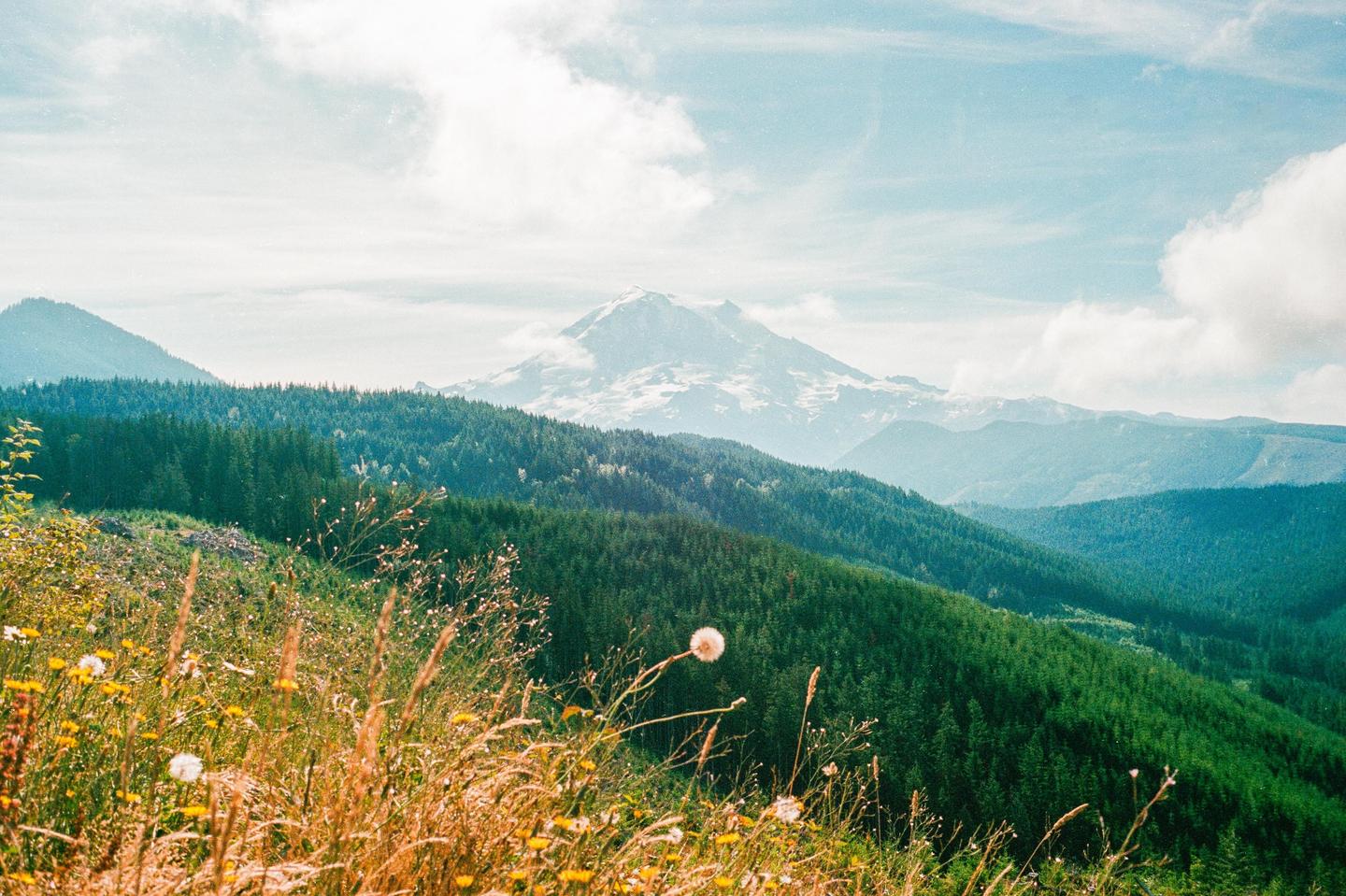 A vast landscape shows a snow-capped mountain peak rising above a forest of green trees and a field of wildflowers.