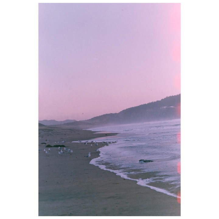 A flock of seagulls stands on a sandy beach next to the ocean with a forested hill in the background under a pink sky.