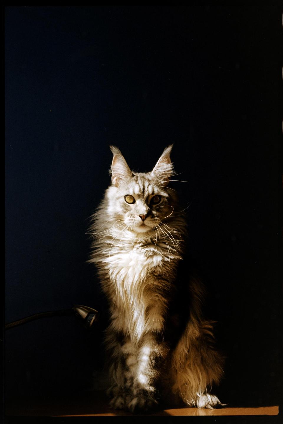 A fluffy cat with long fur sits in a beam of light against a dark background.