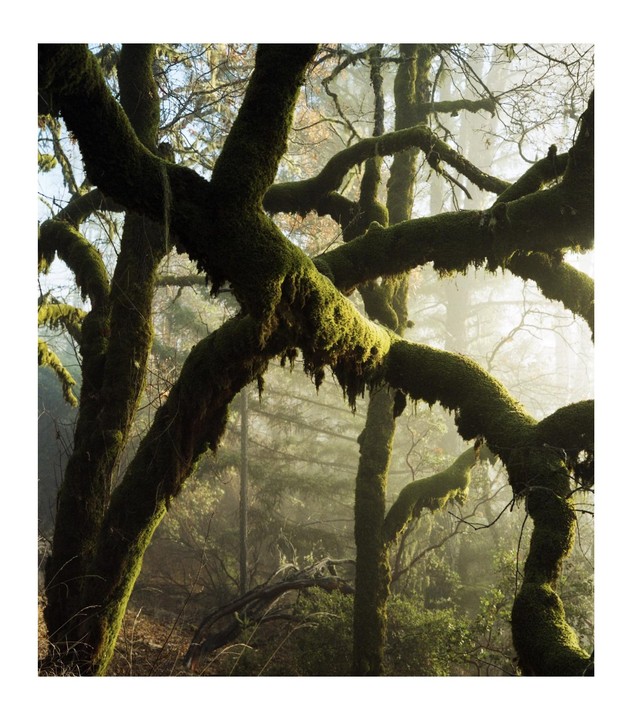 Moss-covered tree branches are illuminated by sunlight in a hazy forest.