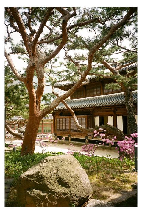 A traditional Korean building with a tiled roof is visible behind a large pine tree and a rock in a garden with pink flowers.