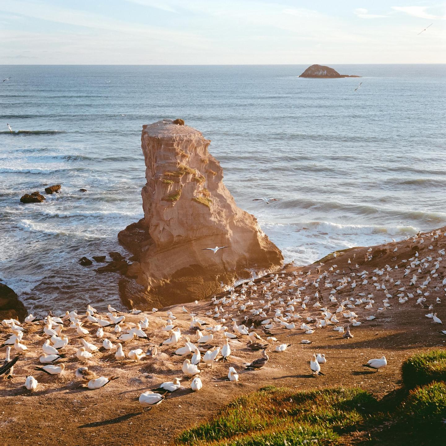 A large colony of gannets rests on a cliff overlooking the ocean with a sea stack in the middle ground.