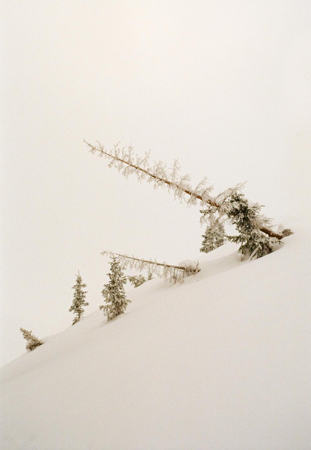 Snow-covered trees are visible on a white, snow-covered slope.