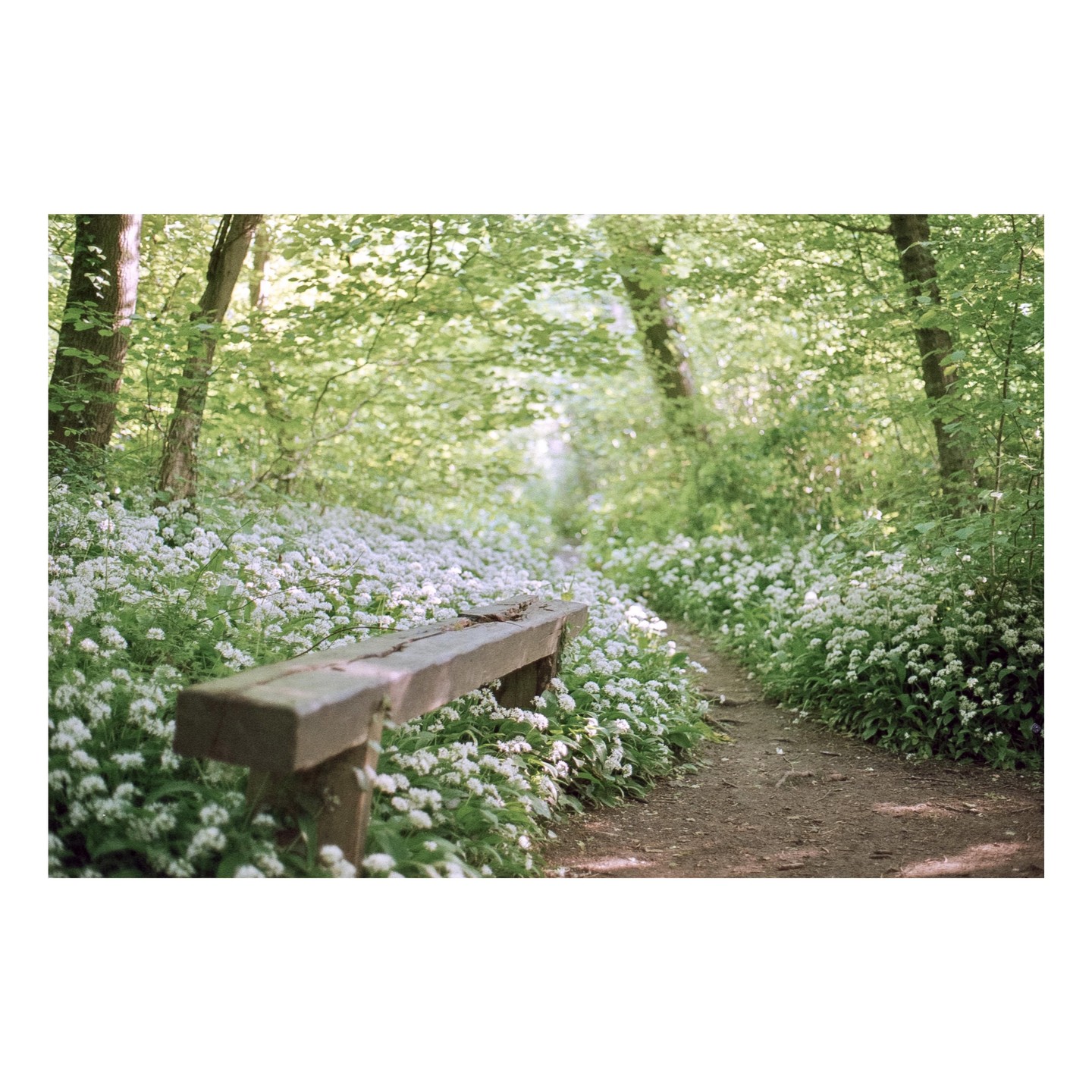 A wooden bench sits beside a dirt path winding through a forest filled with white wildflowers.
