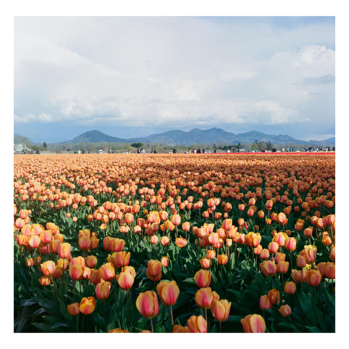 A vast field of orange and yellow tulips stretches towards distant mountains under a cloudy sky.