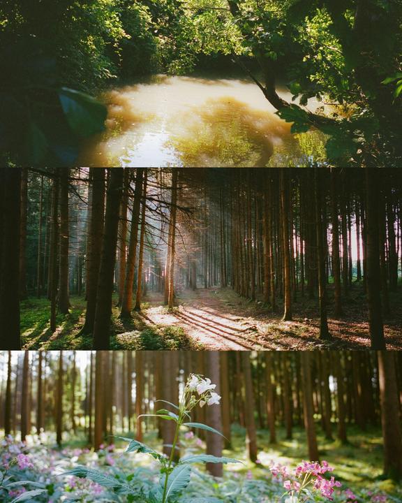 Three images are stacked vertically, with the top image showing a body of water surrounded by lush green foliage, the middle image depicting a sunlit forest path with long shadows, and the bottom image featuring a close-up of white and pink flowers in a forest setting.