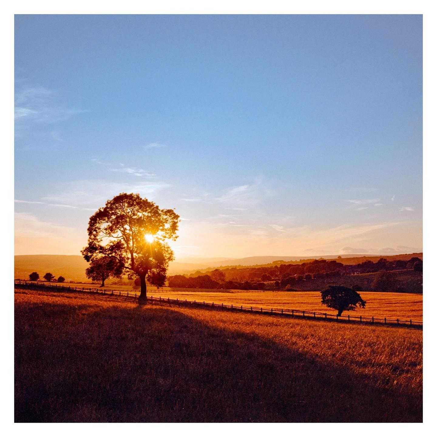 The sun sets behind a large tree in a field with a fence and rolling hills in the distance.