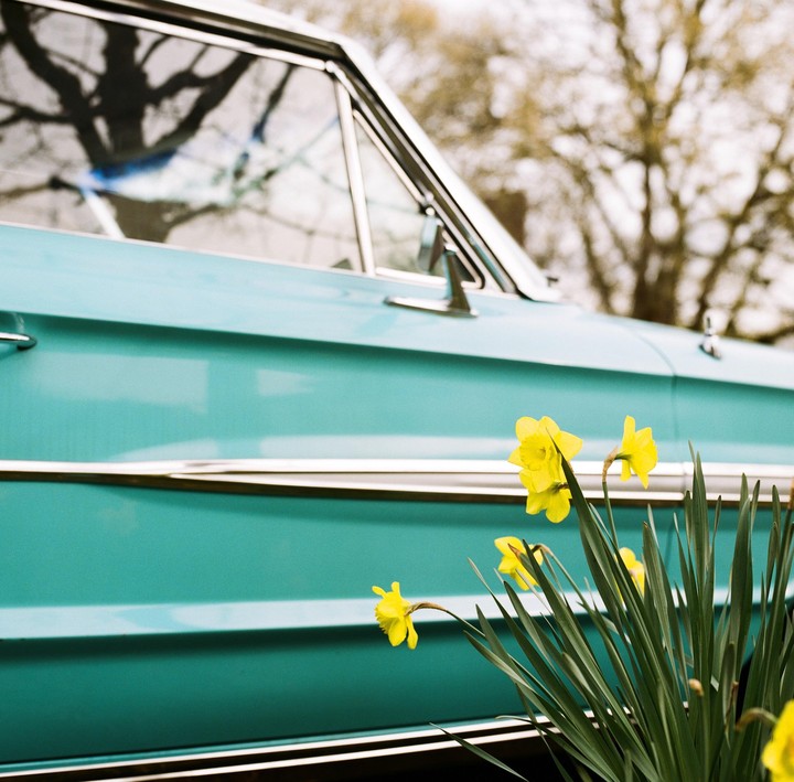 Yellow daffodils grow in front of a turquoise vintage car.
