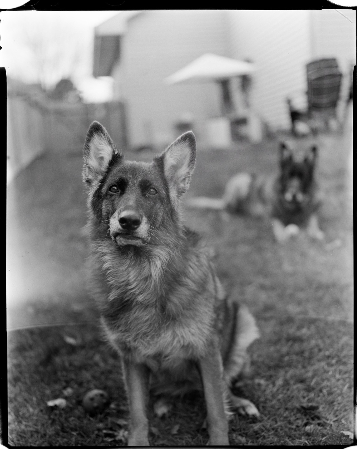 A German shepherd sits in a grassy yard with another dog in the background.
