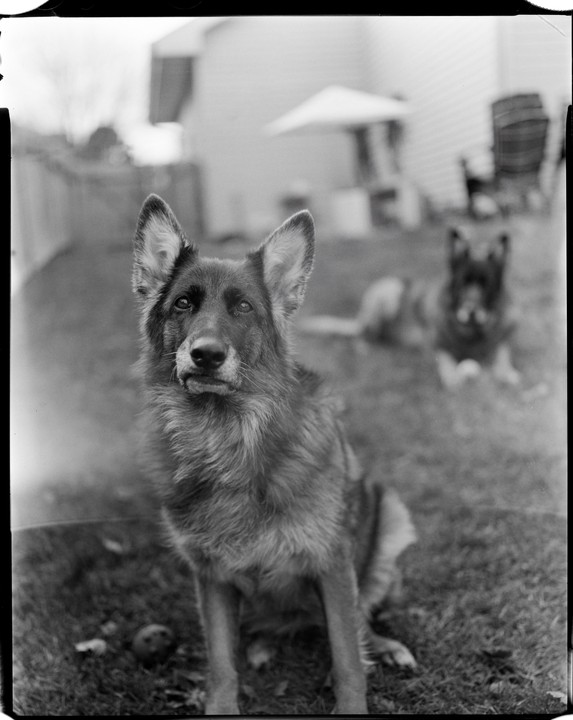 A German shepherd sits in a grassy yard with another dog in the background.
