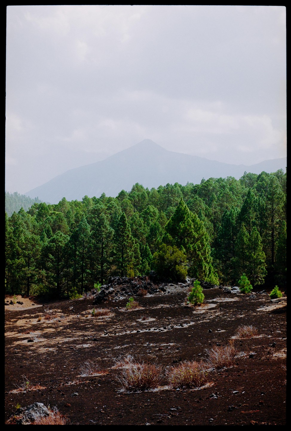 A forest of pine trees grows on dark volcanic soil with a hazy mountain in the background.