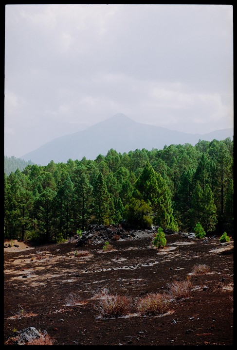 A forest of pine trees grows on dark volcanic soil with a hazy mountain in the background.