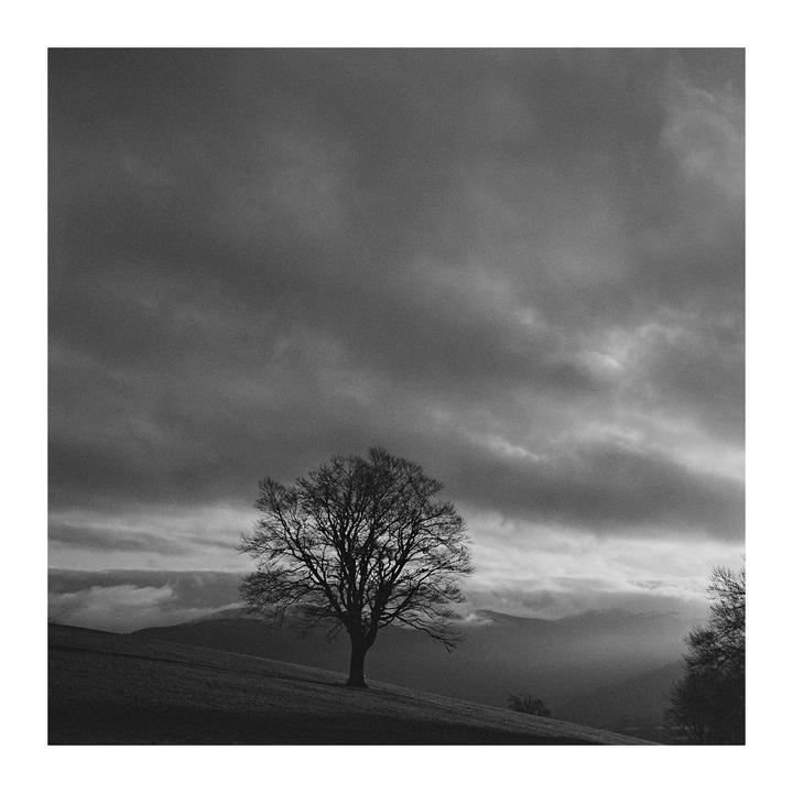 A lone, bare tree stands on a hillside under a cloudy sky with mountains in the distance.