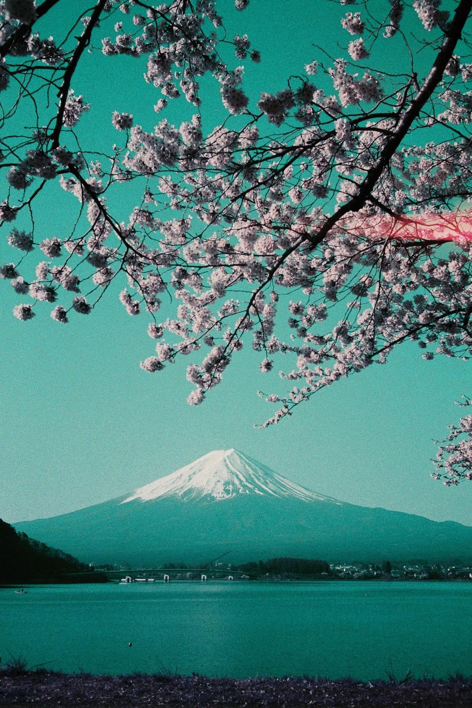 Cherry blossoms frame a view of Mount Fuji across a lake with a bridge in the distance.