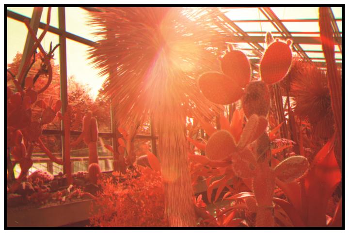 Sunlight streams through the glass roof of a greenhouse filled with red-hued cacti and palm trees.