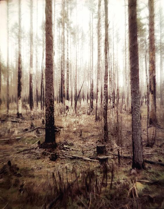 A dense forest of tall, slender trees with sparse foliage and a ground covered in dry grass and fallen branches is shown.