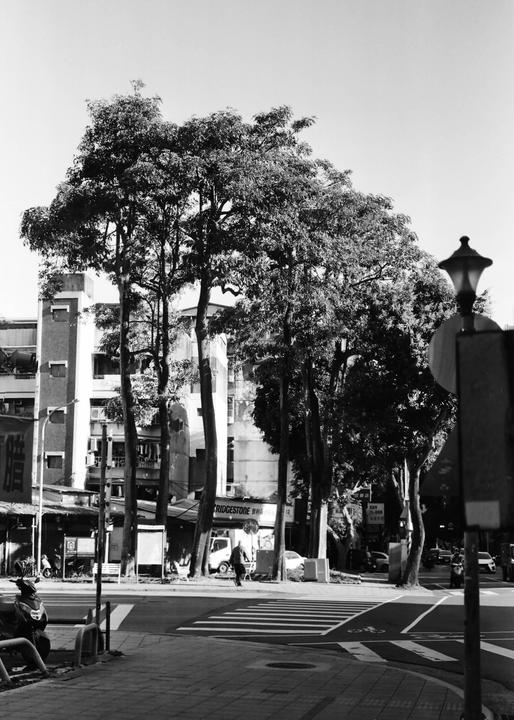 A person walks across a crosswalk in a city with tall trees and buildings.