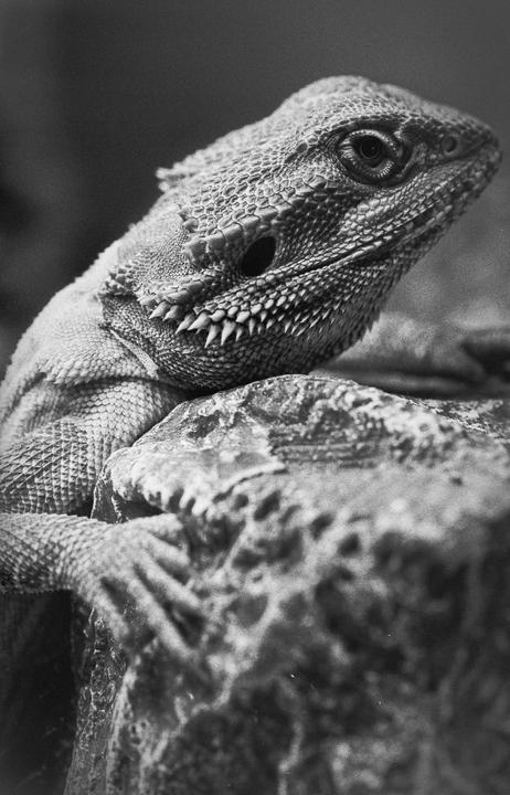 A bearded dragon is resting on a rock.