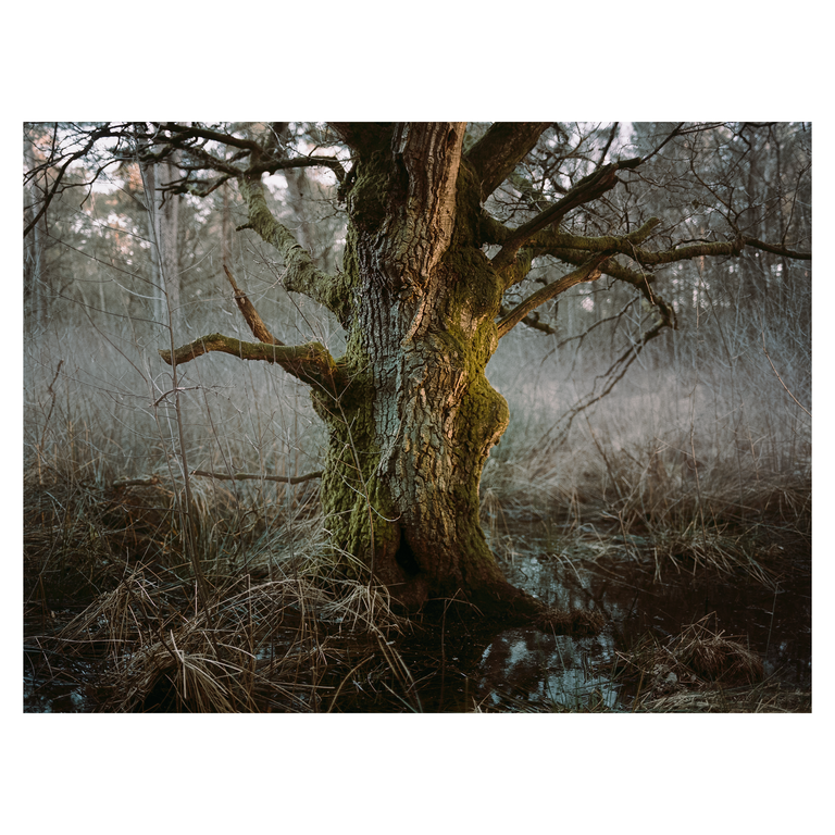 A large mossy tree trunk stands in a swamp with bare branches and dry grass.