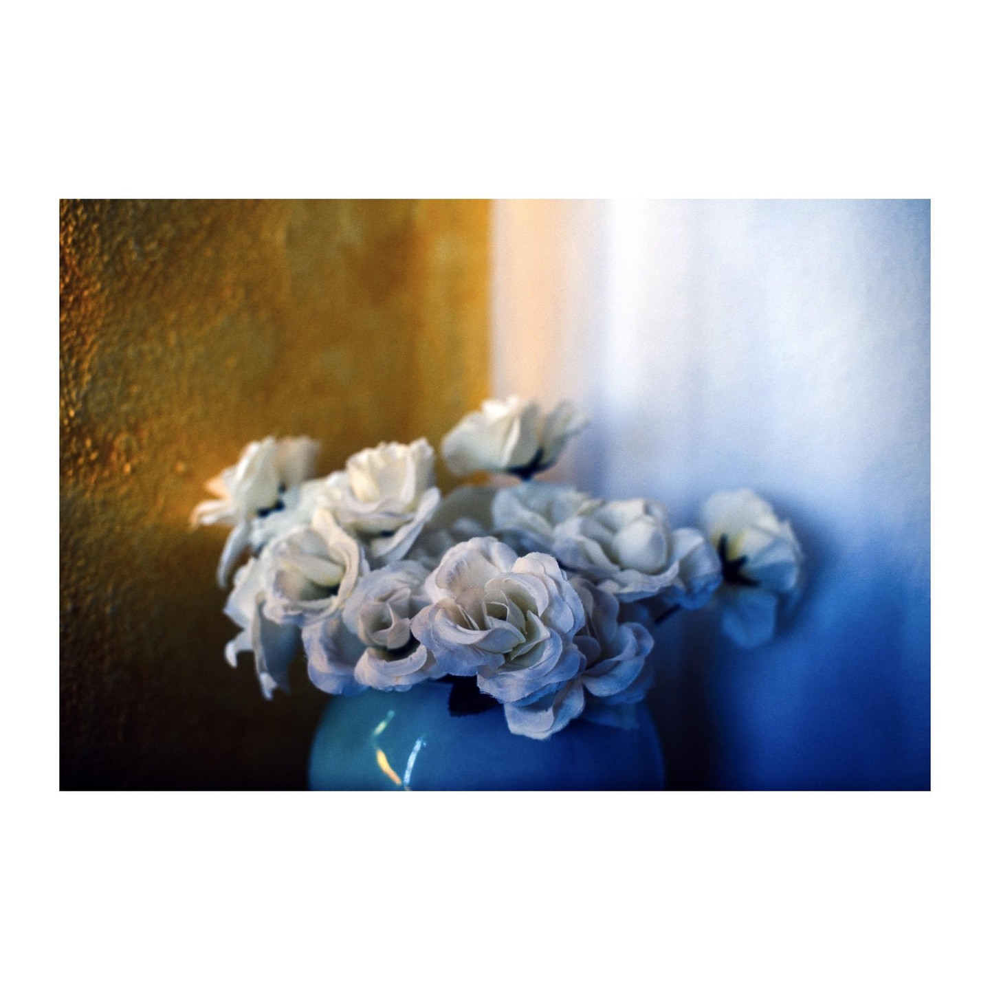 A blue vase holds white flowers against a golden wall and a blue background.
