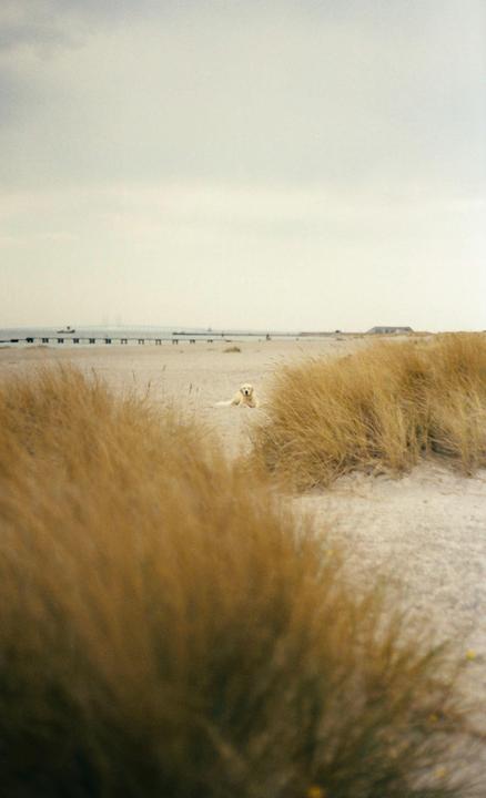 A golden retriever lies on a sandy beach with tall grass in the foreground and a distant pier.