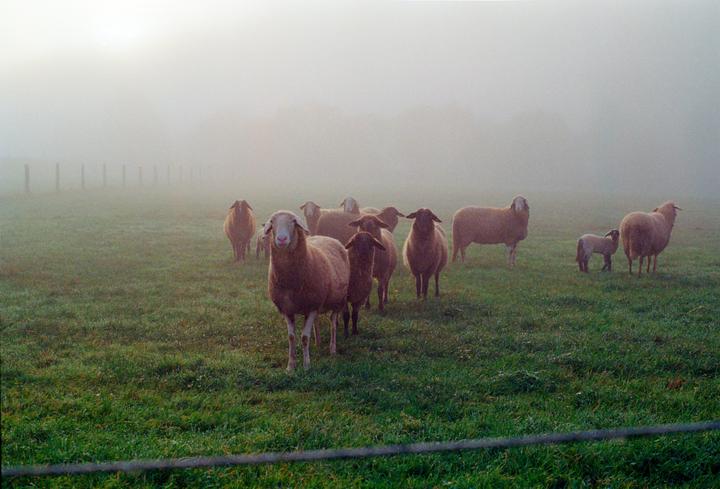 A flock of sheep and lambs stand in a grassy field on a foggy morning.