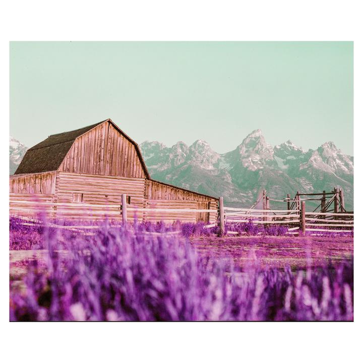 A wooden barn stands in a field of purple foliage with snow-capped mountains in the background.