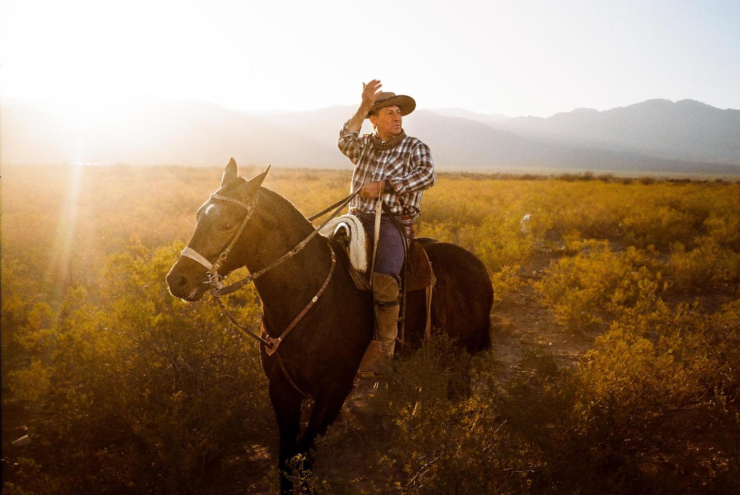 A man in a cowboy hat rides a horse through a field of yellow bushes with mountains in the background.