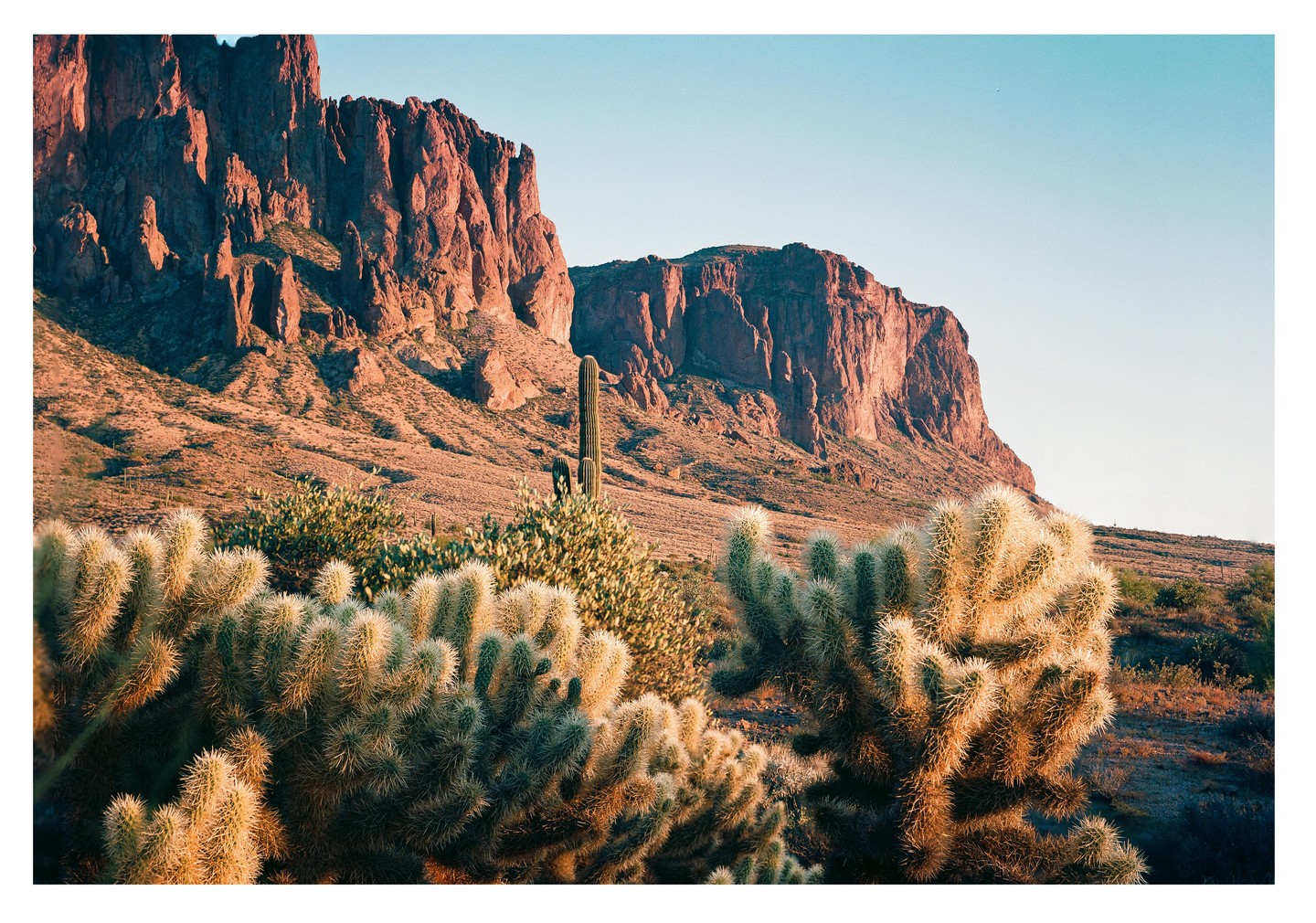 A desert landscape features a variety of cacti in the foreground with large, red-hued mountains in the background under a clear sky.