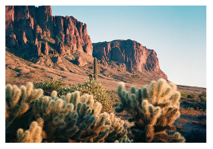 A desert landscape features a variety of cacti in the foreground with large, red-hued mountains in the background under a clear sky.