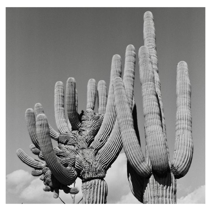 A crested saguaro cactus stands tall against a clear sky with some clouds.