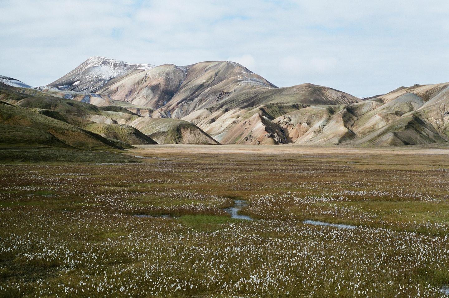 A vast field of white flowers and green grass stretches towards colorful mountains under a cloudy sky.