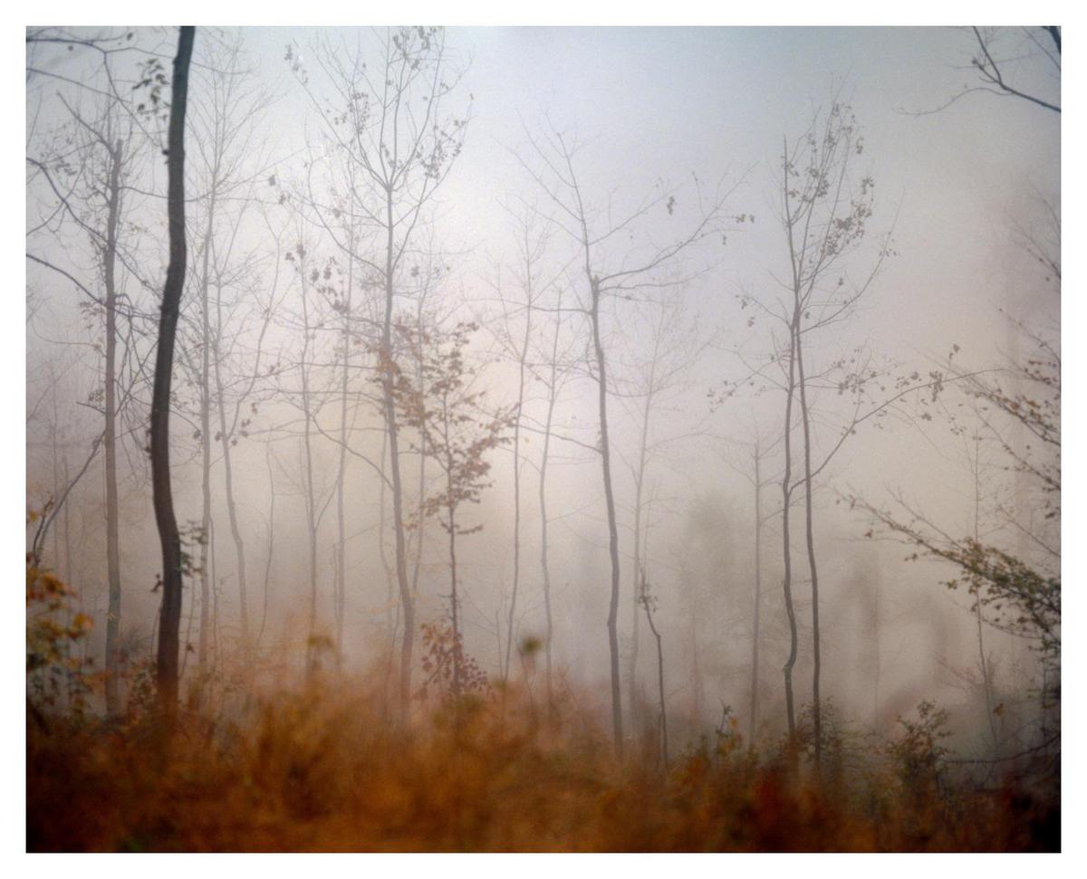 Bare trees and tall grass are shrouded in fog in a forest.