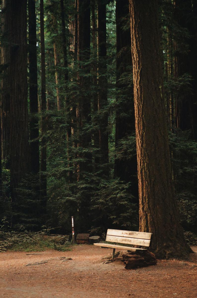 A wooden bench sits on a dirt path next to a large tree in a forest.