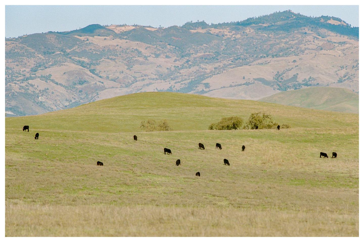 A herd of cattle grazes on a grassy hillside with mountains in the background.