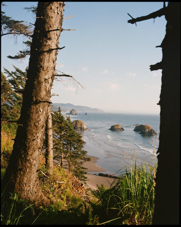 A view of the Oregon coast with sea stacks and a sandy beach, framed by two large tree trunks.