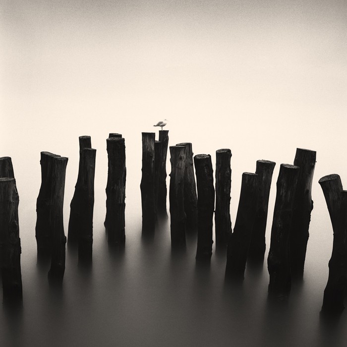 A seagull perches on a wooden pylon in calm water with a hazy sky.