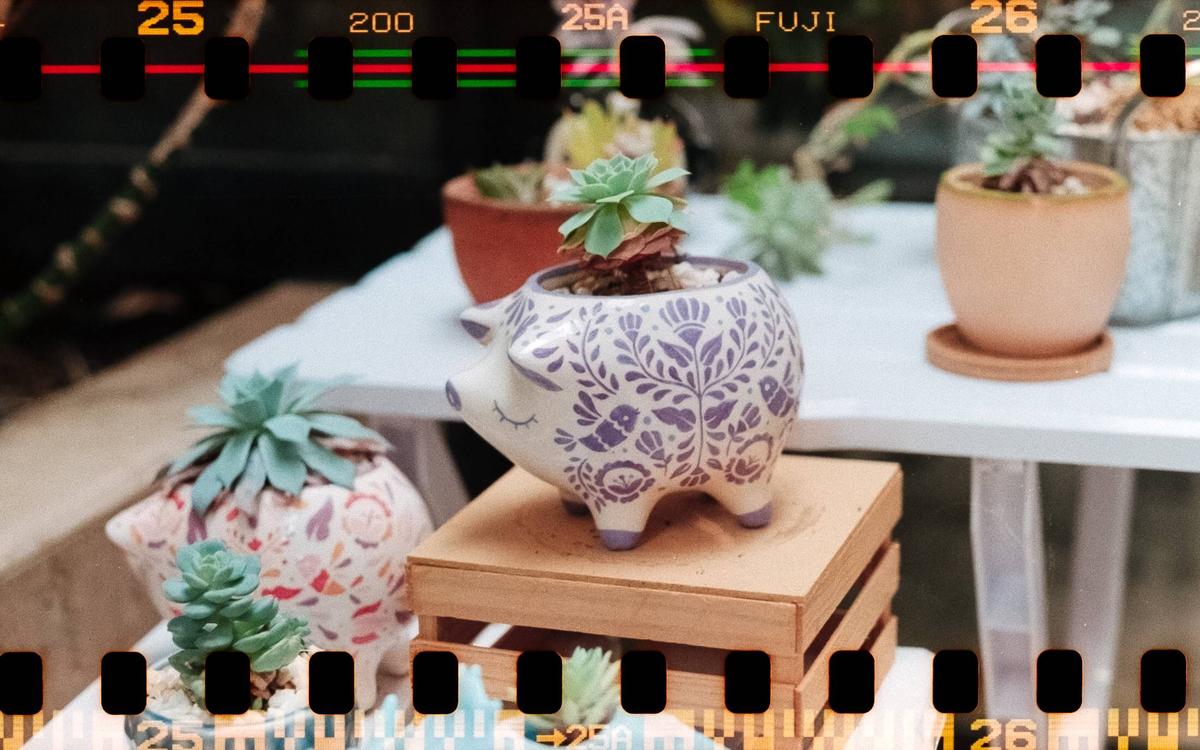 A succulent plant in a pig-shaped pot sits on a wooden crate next to other potted succulents.
