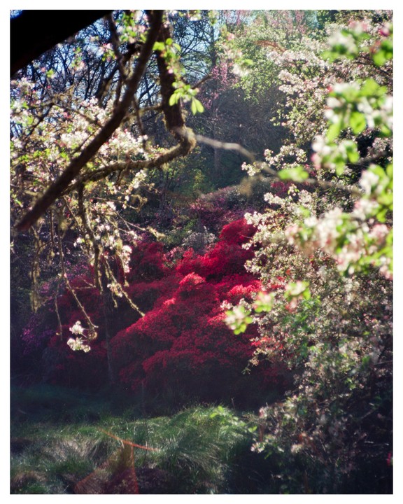 A vibrant garden features red and white blossoms, with green grass in the foreground and trees in the background.