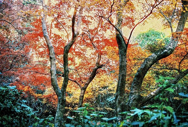 A forest of trees with autumn foliage is seen from a low angle.