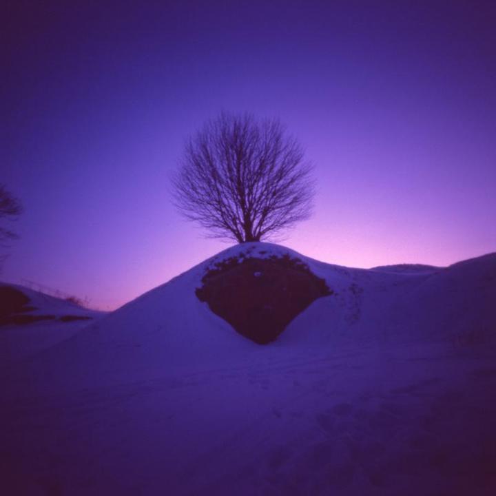 A bare tree stands atop a snow-covered hill against a purple sky.