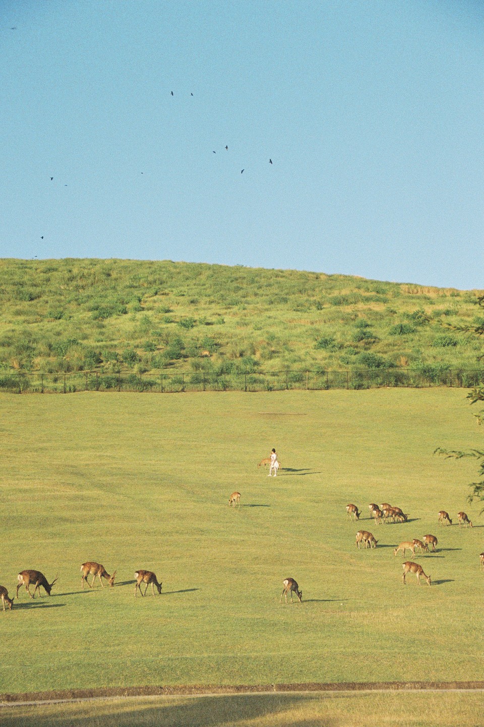 A woman stands in a large grassy field with many deer grazing and birds flying overhead.