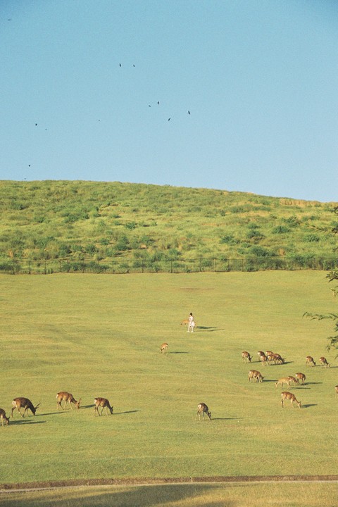 A woman stands in a large grassy field with many deer grazing and birds flying overhead.