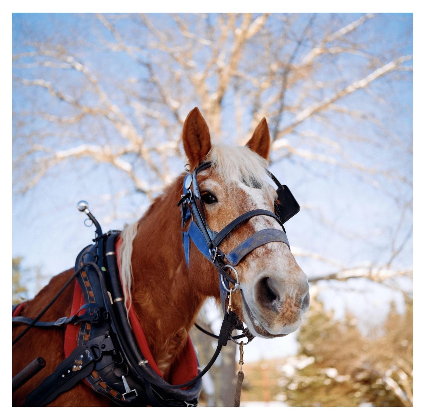 A horse with a blue bridle and harness stands in a snowy landscape with trees in the background.